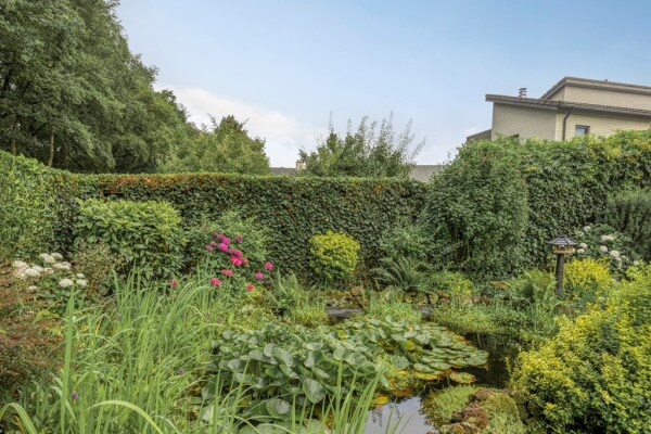 photo 43 Bilzekruid 11